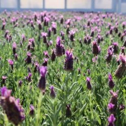 Lavender Standard Topiary Tree -Plant Sale Shop Lavender Trees 1