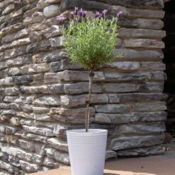 Lavender Standard Topiary Tree -Plant Sale Shop Lavender Trees 2