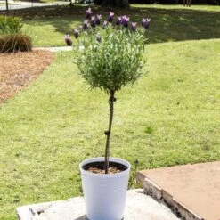 Front Page 45 Lavender Standard Topiary Tree