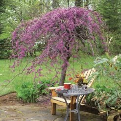 Lavender Twist® Weeping Redbud Tree 8 Lavender Twist® Weeping Redbud Tree -Plant Sale Shop Lavender Twist Redbud 1