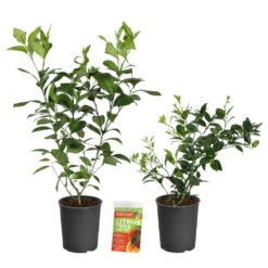 Meyer Lemon + Key Lime Bush Pack 13 Meyer Lemon + Key Lime Bush Pack -Plant Sale Shop Lemon and LimeBushes 2