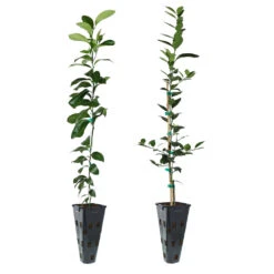 Meyer Lemon + Key Lime Tree Pack 10 Meyer Lemon + Key Lime Tree Pack -Plant Sale Shop Lemon and LimeTrees 91ce8611 fcee 4431 8480 d36e7e121b7e