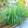 Lemon Grass Plant (Cymbopogon Citratus) -Plant Sale Shop Lemon Grass FGT 600x600 de77fb29 9e3d 400e a75c a7a0bdaddc89