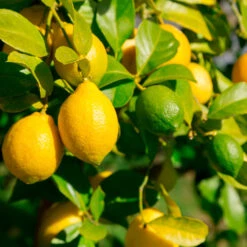 Lemon-Lime Citrus Tree 6 Lemon-Lime Citrus Tree -Plant Sale Shop Lemon Lime Tree 2