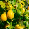 Lemon-Lime Citrus Bush 2 Lemon-Lime Citrus Bush -Plant Sale Shop Lemon Lime Tree 600x600 21dd269a 3597 4ba1 a9b9 5a0b25c8cee4