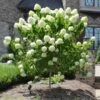 Limelight Hydrangea Tree -Plant Sale Shop Limelight Hydrangea Tree FGT 600x600 e0352a94 f738 4470 b7a5 056d2defa892