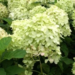 Limelight Hydrangea Tree 11 Limelight Hydrangea Tree -Plant Sale Shop Limelight Hydrangea Tree 4 FGT