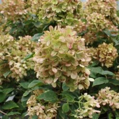 Limelight Hydrangea Tree 12 Limelight Hydrangea Tree -Plant Sale Shop Limelight Hydrangea Tree 5 FGT
