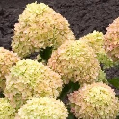 Little Lime® Hydrangea Shrub 12 Little Lime® Hydrangea Shrub -Plant Sale Shop Little Lime Hydrangea 2 FGT