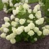 Little Lime® Hydrangea Shrub 2 Little Lime® Hydrangea Shrub -Plant Sale Shop Little Lime Hydrangea FGT 600x600 150b7ad3 a003 4a12 a633 4233f3f7f0de