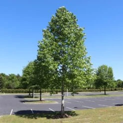 Tulip Poplar 'Little Volunteer' 11 Tulip Poplar 'Little Volunteer' -Plant Sale Shop Little Volunteer Poplar 1