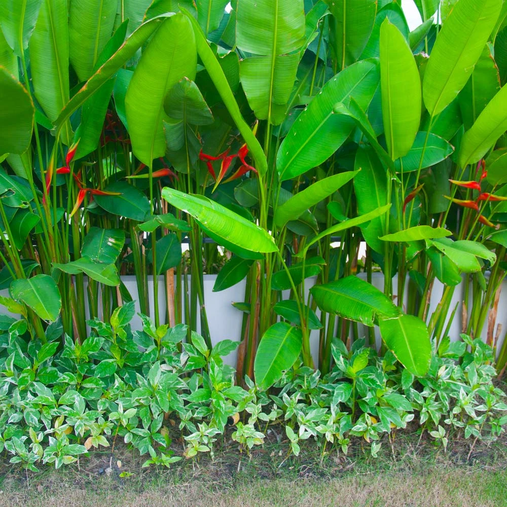 Lobster Claw Plant 7 Lobster Claw Plant - Image 5