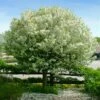 Lollipop® Crabapple Tree 2 Lollipop® Crabapple Tree -Plant Sale Shop Lollipop Crabapple 600x600 d8624b65 ba63 4304 8a6a eed9f908becf