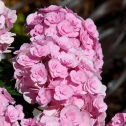 Love Hydrangea -Plant Sale Shop Love Hydrangea 2 FGT