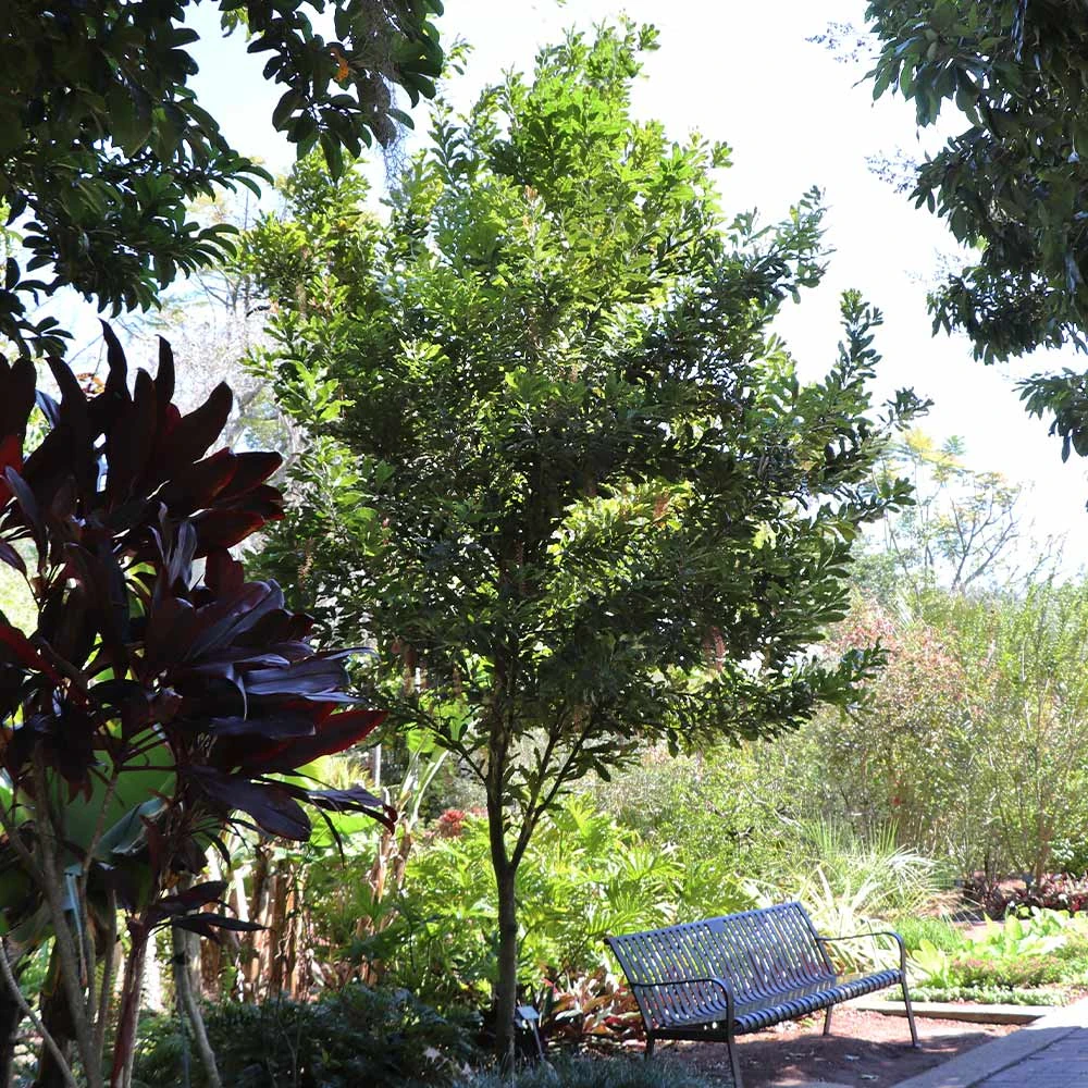 Macadamia Nut Tree 8 Macadamia Nut Tree - Image 6