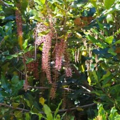 Macadamia Nut Tree 12 Macadamia Nut Tree -Plant Sale Shop Macadamia Nut Tree 2