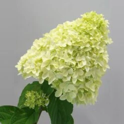 Magical® Candle Hydrangea Shrub -Plant Sale Shop Magical Candle 2