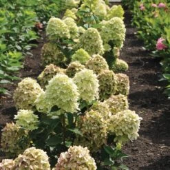 Magical® Candle Hydrangea Shrub -Plant Sale Shop Magical Candle 3