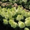 Magical® Candle Hydrangea Shrub 2 Magical® Candle Hydrangea Shrub -Plant Sale Shop Magical Candle 600x600 FGT