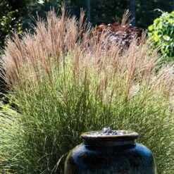 Morning Light Miscanthus -Plant Sale Shop Maiden Grass Morning light 2 FGT
