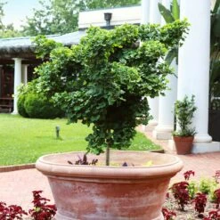 Ginkgo Biloba 'Mariken' Tree 11 Ginkgo Biloba 'Mariken' Tree -Plant Sale Shop Mairken Ginkgo 1 FGT