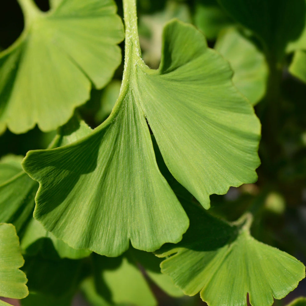 Ginkgo Biloba 'Mariken' Tree 8 Ginkgo Biloba 'Mariken' Tree - Image 6