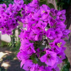 Majestic Purple Bougainvillea 7 Majestic Purple Bougainvillea -Plant Sale Shop Majestic Purple Bougainvillea 4 FGT