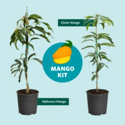 Alphonso Mango 15 Alphonso Mango -Plant Sale Shop Mango Kit Graphic dc77f6db ee29 43d2 85de 9f3718171195
