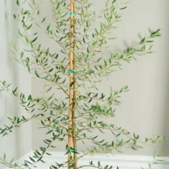 Manzanillo Olive Tree -Plant Sale Shop Manzanilla Olive Tree 2