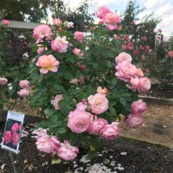 Marc Chagall™ Rose 7 Marc Chagall™ Rose -Plant Sale Shop Marc Chagall