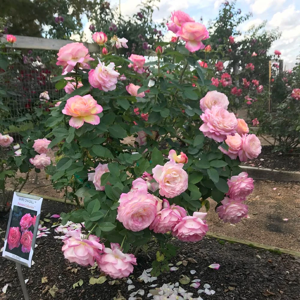 Marc Chagall™ Rose 5 Marc Chagall™ Rose - Image 3