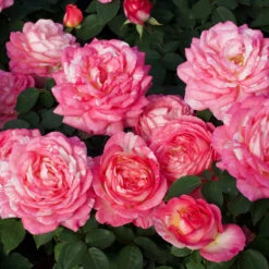 Marc Chagall™ Rose Tree 7 Marc Chagall™ Rose Tree -Plant Sale Shop Marc Chagall Standard 3