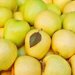 Mutsu (Crispin) Apple Tree -Plant Sale Shop Matsu Crispin Apple 2 911ff493 b5f3 4735 b48a e3117551cc55