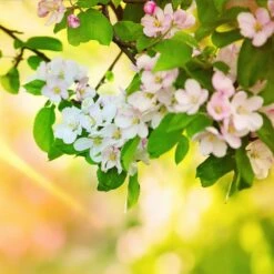 Mutsu (Crispin) Apple Tree -Plant Sale Shop Matsu Crispin Apple 5 dca4ed85 2ad7 4328 a42e 52262a2a9672