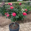 Maurice Utrillo™ Rose Tree 2 Maurice Utrillo™ Rose Tree -Plant Sale Shop Maurice Utrilo Rose Tree FGT 600x600 3dcdfaaa f481 4aac 9e0f 720dcfc84142