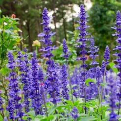 May Night Salvia 8 May Night Salvia -Plant Sale Shop May Night Salvia sage 4
