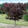 Merlot Redbud Tree 2 Merlot Redbud Tree -Plant Sale Shop Merlot Redbud 600x600 dcb12f0f 23be 4d18 856c 0208116d3a6e
