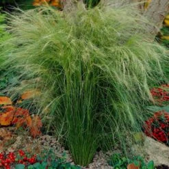 Mexican Feather Grass 10 Mexican Feather Grass -Plant Sale Shop Mexican Feather Grass 5