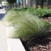 Mexican Feather Grass 1 Mexican Feather Grass -Plant Sale Shop Mexican Feather Grass FGT 600x600 eb05c49a e036 429c b829 1928983a943b