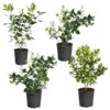 Citrus Bush Variety Kit 1 Citrus Bush Variety Kit -Plant Sale Shop Meyer Key cal Per 1 2 bush 600x600 2c56cf88 a401 40e9 bd89 34f2eb3cd2b9