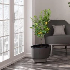 Meyer Lemon Tree - USDA Organic -Plant Sale Shop Meyer Lemon Tree 3 FGT b7562976 3142 4944 868e f1282fe437b5