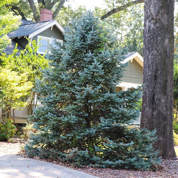 Meyer Spruce Tree 3 Meyer Spruce Tree