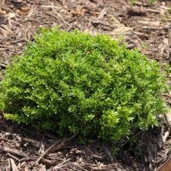 Micron® Holly Shrub 11 Micron® Holly Shrub -Plant Sale Shop Micron Holly 8 FGT