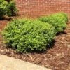 Micron® Holly Shrub 1 Micron® Holly Shrub -Plant Sale Shop Micron Holly FGT 600x600 cc732743 8fd3 45e5 8acd 804a14afbbb0