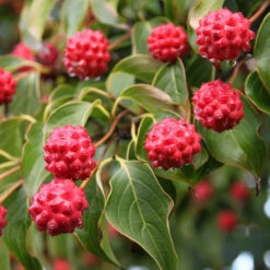 Milky Way Chinese Dogwood Tree 9 Milky Way Chinese Dogwood Tree -Plant Sale Shop Milky Way Select 1