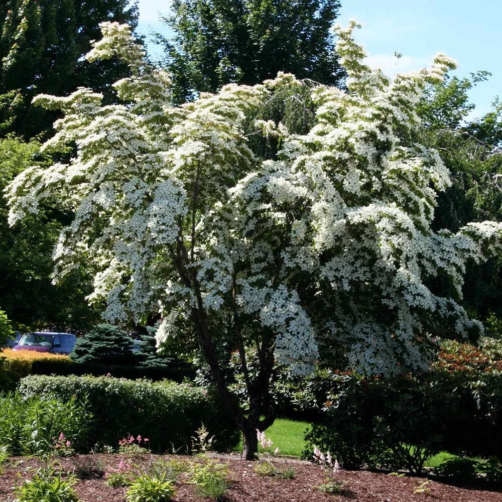 Milky Way Chinese Dogwood Tree 4 Milky Way Chinese Dogwood Tree - Image 2