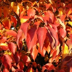 Milky Way Chinese Dogwood Tree 11 Milky Way Chinese Dogwood Tree -Plant Sale Shop Milky Way Select 4