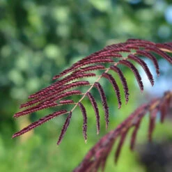 Chocolate Fountain™ Weeping Mimosa 7 Chocolate Fountain™ Weeping Mimosa -Plant Sale Shop Mimosa Chocolate Weeping 2