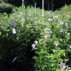 Minerva Rose Of Sharon Althea Shrub 11 Minerva Rose Of Sharon Althea Shrub -Plant Sale Shop Minerva Rose of Sharon 1
