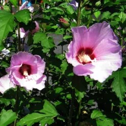 Minerva Rose Of Sharon Althea Shrub 10 Minerva Rose Of Sharon Althea Shrub -Plant Sale Shop Minerva Rose of Sharon 2